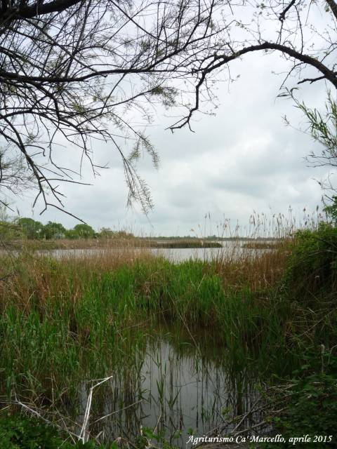 Oasi Valle Averto, Laguna di Venezia